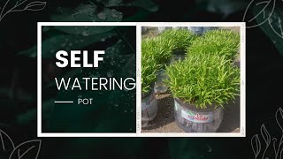 How to make a self watering pot using used bottles [upl. by Jovi]