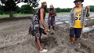 ANG PAPALIT KAY EDDIE SA TARLAC FARM  GALING SA MT PINATUBO [upl. by Domonic]