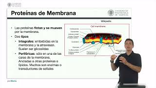 Lípidos proteínas y carbohidratos de membrana  2560  UPV [upl. by Anglo304]