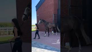 Ale śliczny 😻😻  Macie heart horsa horse equestrian ponylover riding dressage showjumping [upl. by Pierpont]