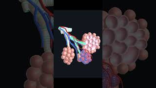 Breathe Easy Lung Anatomy [upl. by Sakhuja]