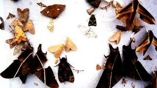 HOW TO ATTRACT HUNDREDS OF MOTHS [upl. by Norrej]