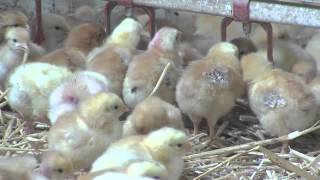 Ferme des Fourneaux  Le goût de la tradition  volailles fermières Essonne [upl. by Eliott]