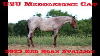 USU Meddlesome Cat [upl. by Bette]