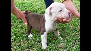 CACHORROS  AMERICAN  PITBULL  TERRIER  RED  NOSE 4°GENERACION [upl. by Enrev]