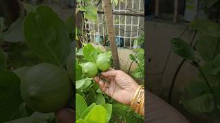 மிகவும் அரிதான கொடி எலுமிச்சை செடி  மாடித்தோட்டத்தில் ஆச்சரியம் 🍋🌿 [upl. by Howland733]