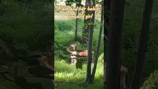 A doe and her babies boy and girl  backyardwildlife  whitetaileddeer  deer  fawn  buck  lake [upl. by Leirda]