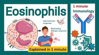 Eosinophils explained in 1 minute  What role do eosinophils play in immunity  Immunology in 1 min [upl. by Klatt]