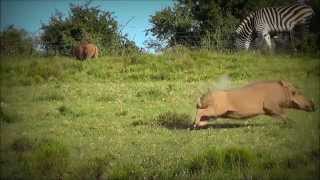 Hogshot Hunting  Warthog String Jump 1 [upl. by Amoeji]