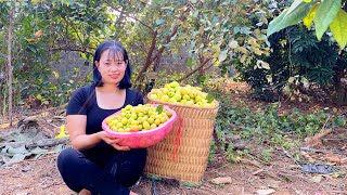 Harvesting apple orchards Bringing them to market to sell  Rural life  Em Tên Tâm [upl. by Aamsa708]