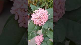 ixora flower plantshortvideobanb22 [upl. by Earl285]