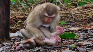 Awe why mother drop baby on the grown like that Feeling pity reaction of baby monkey [upl. by Bindman]