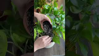 Water Propagation pothos plants propagation plantcare indoorplants garden plantas plants [upl. by Aneekan191]