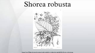 Shorea robusta [upl. by Eillor]