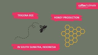 Indonesia Trigona Bee Honey Production [upl. by Almira501]