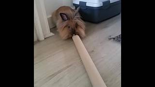 Lionhead rabbit gets into fight with tube and loses [upl. by Repsaj581]