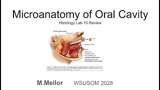 Histology  Micro anatomy of the Oral Cavity Lab 10 Review [upl. by Nelhsa]