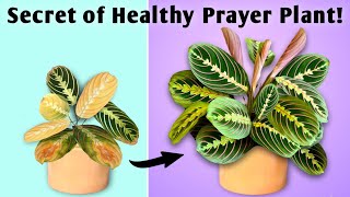 The Secret of Prayer Plant Healthy Growth Prayer Plant Potting Soil Prayer Plant Care Indoor [upl. by Armillda984]