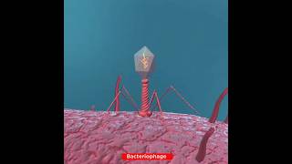 Lifecycle of Bacteriophage Virus  Lytic Cycle [upl. by Okechuku]