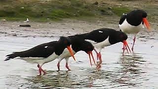 OYSTERCATCHERS PIPING 💗 FUNNY VOCALS [upl. by Thant]