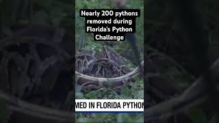 Nearly 200 pythons removed during Florida’s Python Challenge florida python [upl. by Claybourne725]