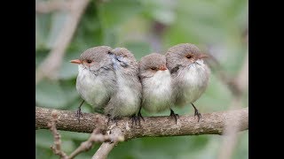 Splendid Fairywrens allopreening [upl. by Aerdma]