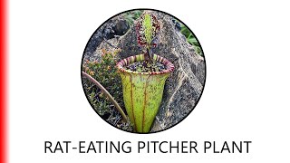 RATEATING PITCHER PLANT [upl. by Akehsay]