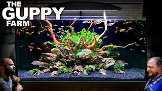 The Guppy Farm EXOTIC Guppy Island Style All In One Aquarium Aquascape Tutorial [upl. by Ahsram]