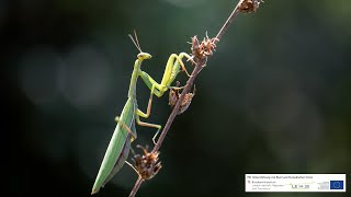 Nationalpark Neusiedler See  Seewinkel ClipsDie Gottesanbeterin Teil8 [upl. by Ybba342]