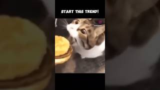 Here kitty you can has cheezborgor 🍔 kittycatanimation cat funny food memes speedpaint [upl. by Nodnelg]