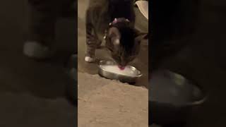 Cat ASMR cat fyp asmr watch kitten [upl. by Sandon225]