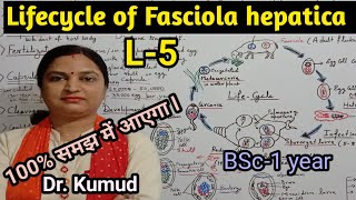 Fasciola hepaticaLifecycle of Fasciola hepaticaLiver FlukeL5BSc1stYearZoologyPGTTGTDrkumud [upl. by Hajile]