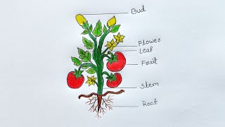 Parts of Plant Drawing and Coloring Step by Step for Kids  How to Draw and Color Parts of a Plant [upl. by Rehpinej789]