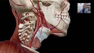 VASCULARIZAÇÃO DO PESCOÇO E CABEÇA  Anatomia do Sistema Cardiovascular [upl. by Leksehcey465]