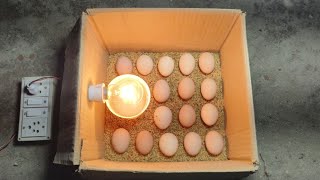 Incubator for chicken eggs  How to hatch a chicken egg at home [upl. by Willms]