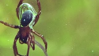 Incredible This Underwater Spider Has an Actual Scuba Tank [upl. by Floeter993]