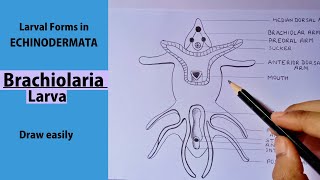 how to draw Brachiolaria Larva step by step easily  BRACHIOLARIA LARVA [upl. by Nnaeel]