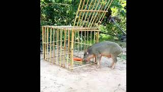 Build Unique Primitive Wild boar Trapping Tool Using Bamboo cage That Work 100 [upl. by Langan]