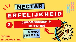 4 vwo  Erfelijkheid  2  Chromosomen en mutaties [upl. by Gilda]