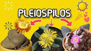 PLEIOSPILOS Y SUS VARIEDADES [upl. by Helbonia]