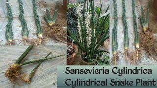 🌷122Sansevieria Cylindrica🌿Cylindrical Snake Plant🌿How to Multiply🌿Care🌿Repotting 🌿Soil Mix🌿 [upl. by Anhavas]