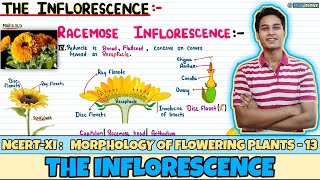 Morphology of Flowering Plants Lec 13 The Inflorescence Class 11 NEET Neetology [upl. by Iridissa]