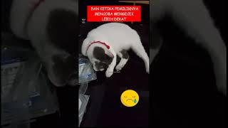 Menangis dimarahi shorts fyp shortfeed catlover kucinglucu kucingviral resce straycat [upl. by Lowrie]