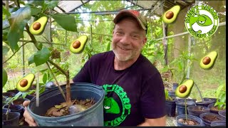 How to Grow Avocados in a Pot [upl. by Attenweiler]