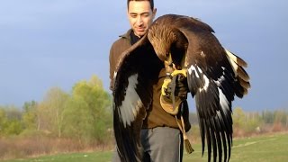 Hunting with a Golden Eagle  Amazing short movie [upl. by Eelam]