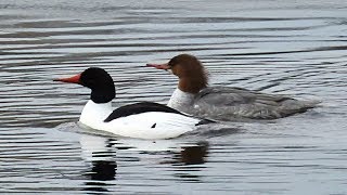 Grand harle harle bièvre  Common Merganser Goosander [upl. by Htebazil23]