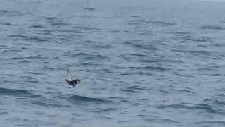 Northern Fulmar Fulmarus glacialis Flying Across the Water  Shearwater Journeys [upl. by Mirielle]