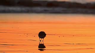 sanderling foraging at sunset [upl. by Enilasor]