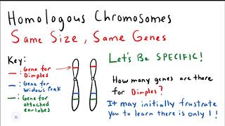 Beyond the Vocabulary Homologous Chromosomes [upl. by Eatnhoj]