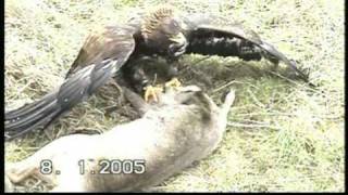 Adler beizt Reh  eagle catches deer [upl. by Weirick453]